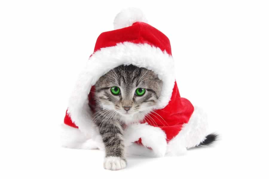 cute kitten in a santa hat